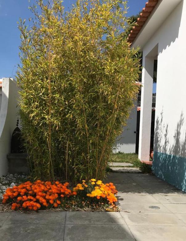 Santa Cruz Beach House Areias Extérieur photo